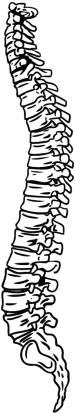 spine_bw_1.png